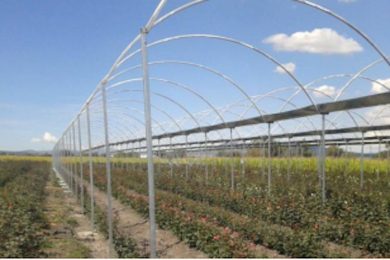 Protegen la producción de flores. Foto: Especial