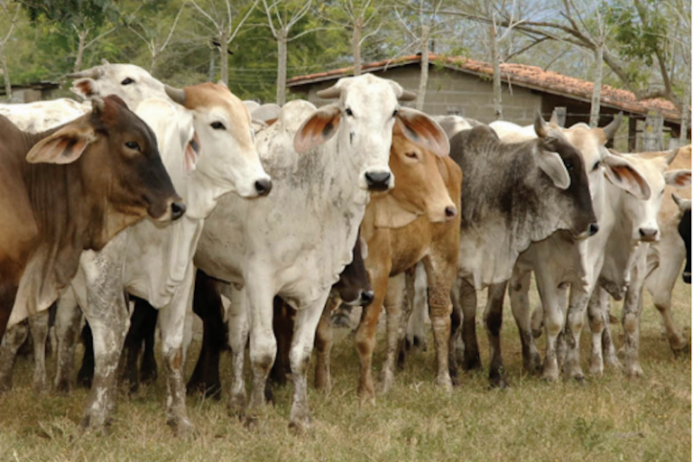 Reactivarán el sector ganadero. Foto: Especial