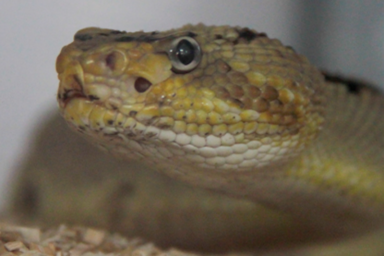 Buscan crear conciencia sobre el tema. Foto: Especial