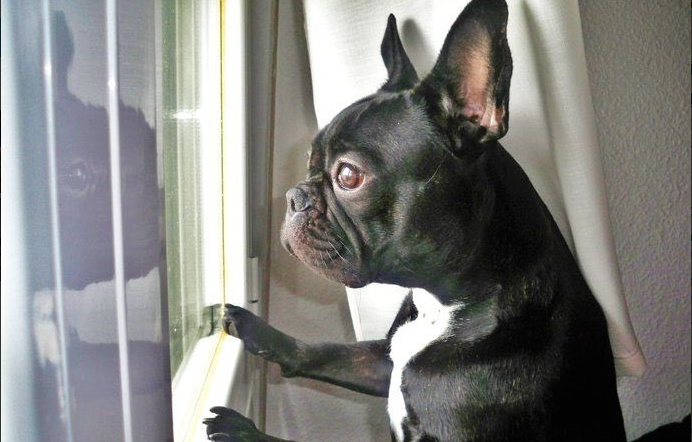 Gary. Foto: @Gary_TheDog