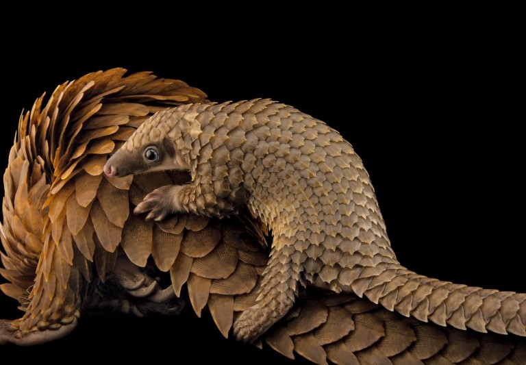 JOEL SARTORE