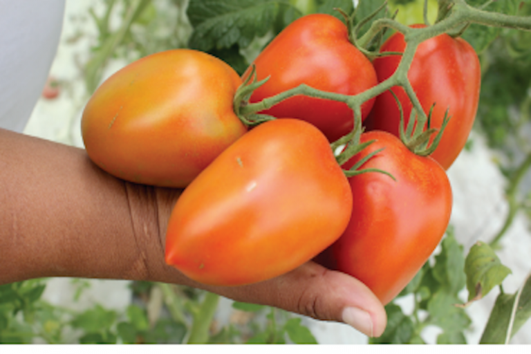 Actualmente ya se encuentran trabajando con productores de Amealco. Foto: Especial