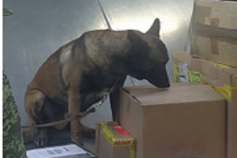 Decomisan droga en el aeropuerto. Foto: Especial