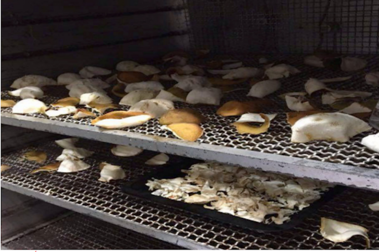 Desarrollan gomita natural. Foto: Especial