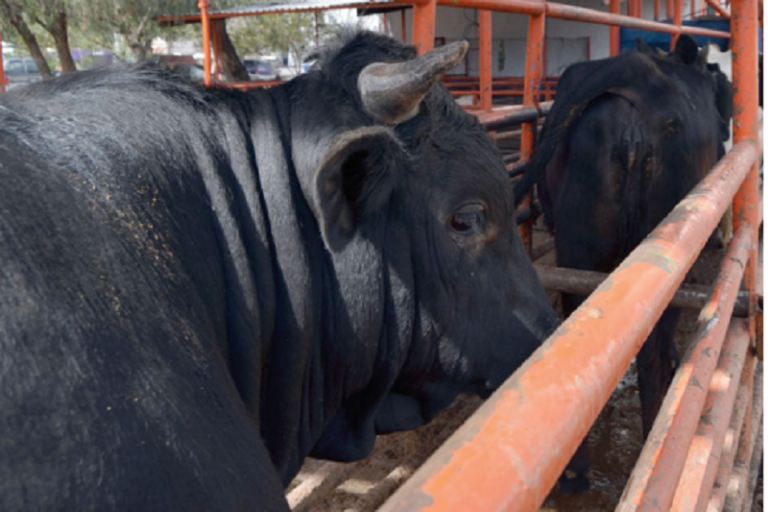 Endurecen penas contra el abiegato. Foto: Especial