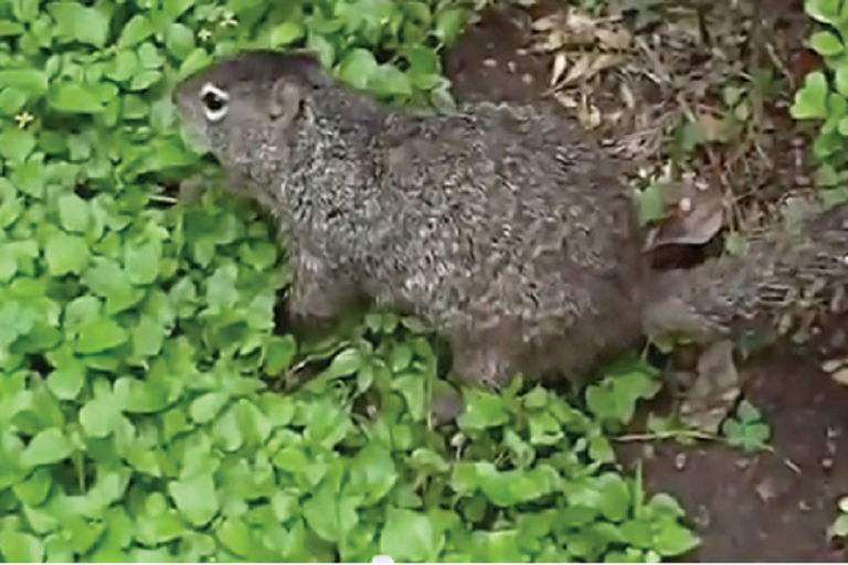 Piden cuidar especies de la Alameda. Foto: Especial