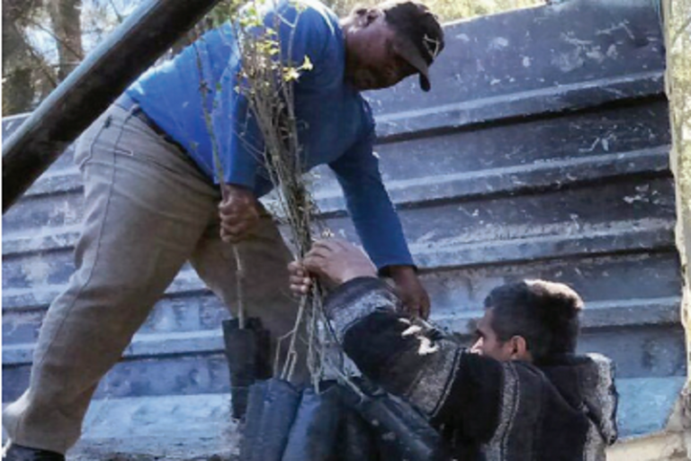 Reponen ároles de distintas especies. Foto: Especial