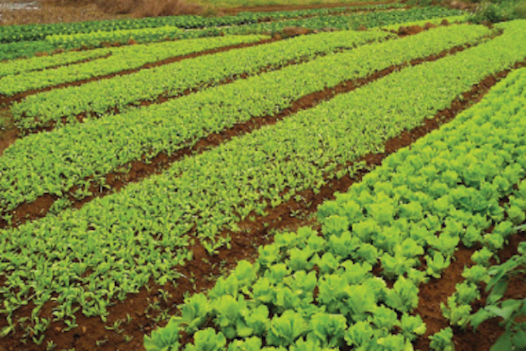 Preparan tierra para nuevo ciclo de siembra. Foto: Especial