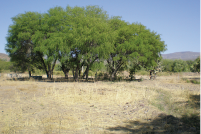 Programa de ordenamiento ecológico podría ser solución. Foto: Especial