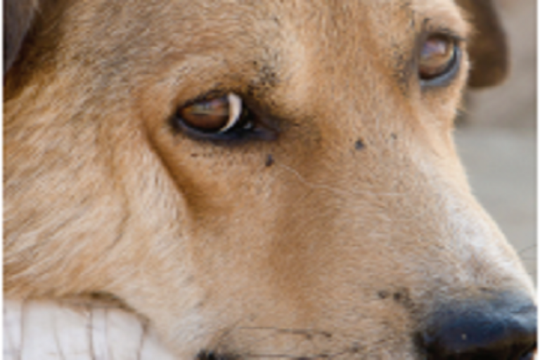 Sufren maltrato principalmente perros. Foto: Especial