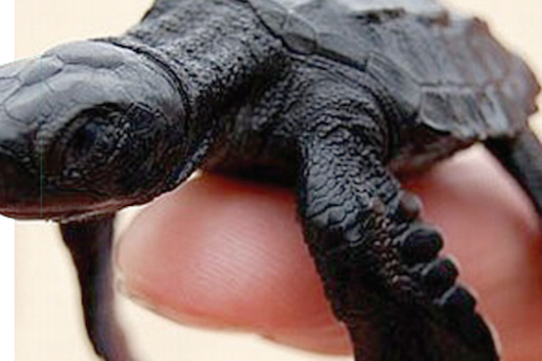 UAQ cuidará de los ejemplares rescatados. Foto: Especial