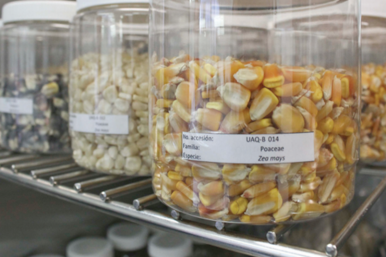 Granos. Foto: Especial