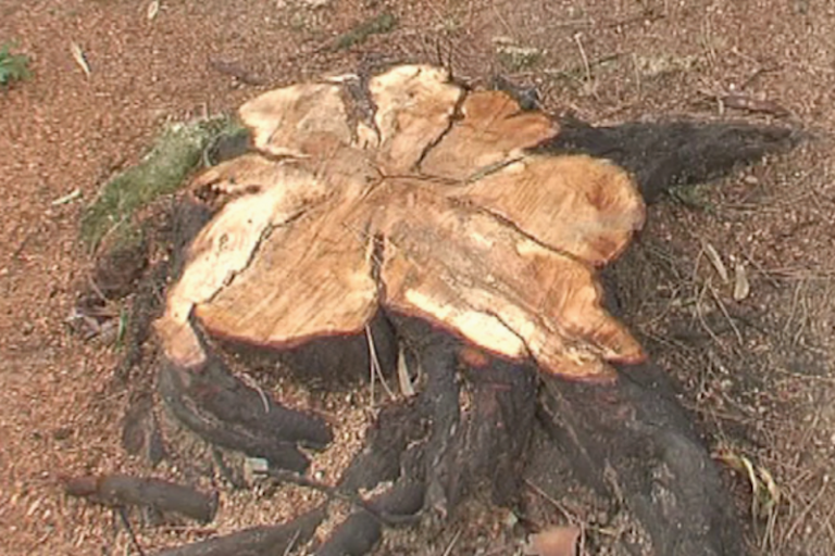 Vegetación. Foto: Especial