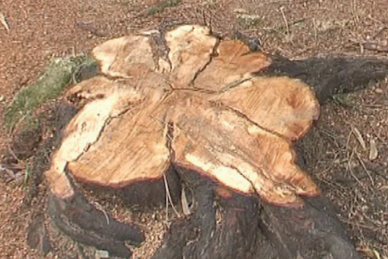 Suelo. Foto: Especial