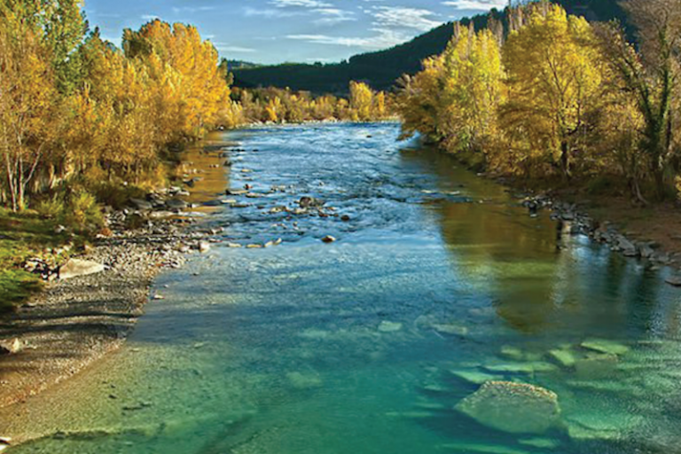 Bosque. Foto: Especial