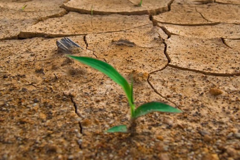 Medio ambiente. Foto: Especial