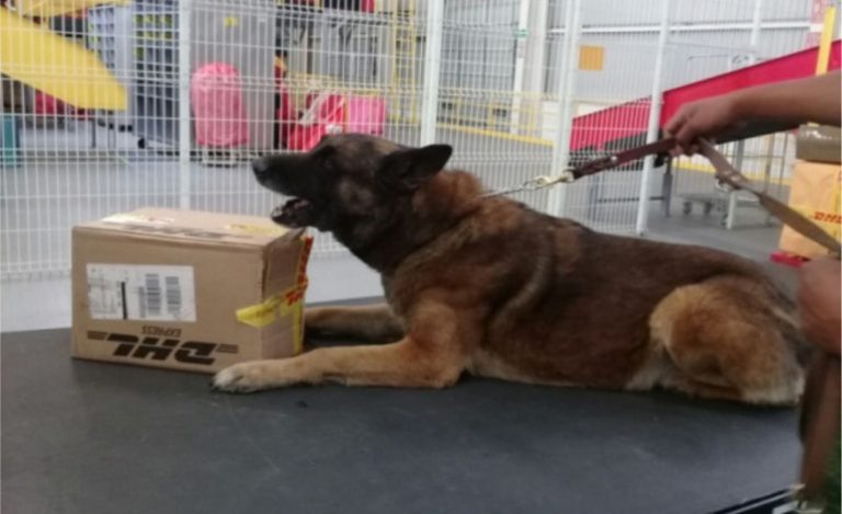 Cortesía AMQuerétaro