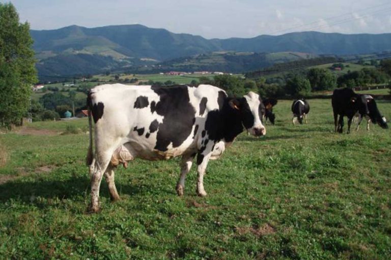 Foto tomada de internet