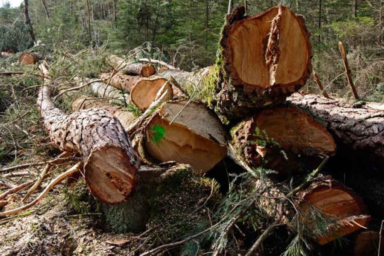 La deforestación se detectó en los municipios Landa de Matamoros, Arroyo Seco y Jalpan de Serra /Foto: Especial
