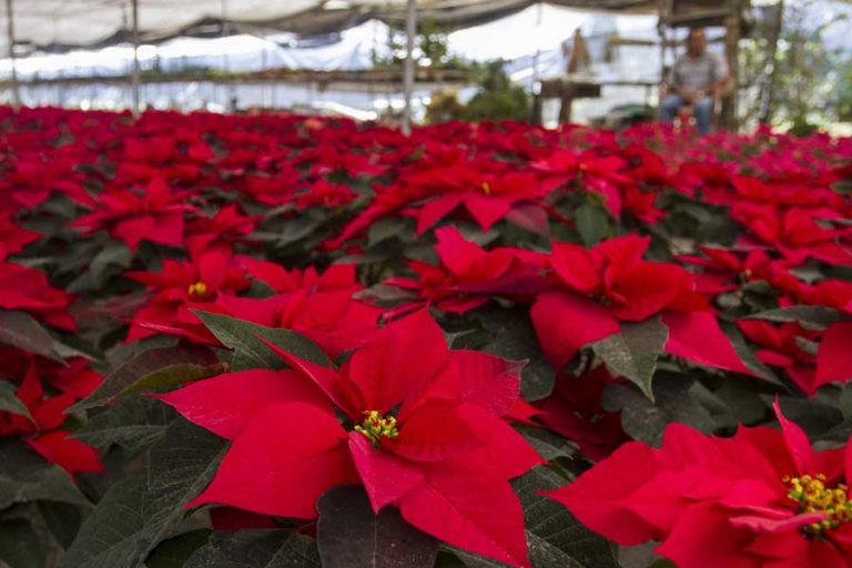 Nochebuenas/ Foto: Cuartoscuro