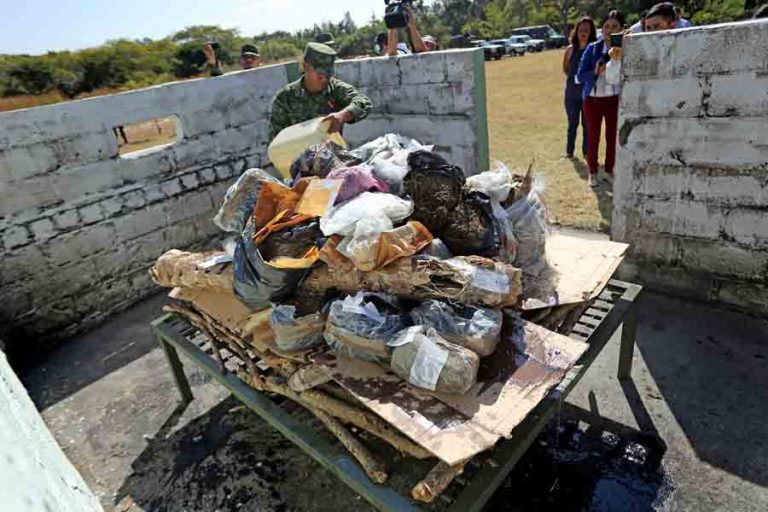 La marihana es la droga más detectada en las revisiones hechas por el Ejército Mexicano en el estado de Querétaro . Foto: Cuartoscuro