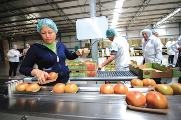 Jitomates. Foto: Especial