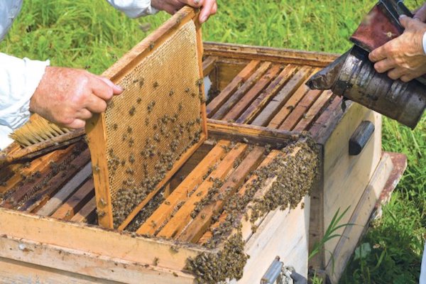 Colmena. Foto: Especial