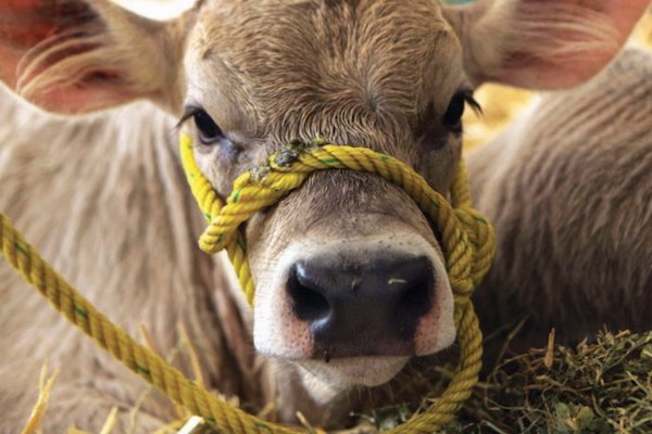 Vaca. Foto: Obture Press