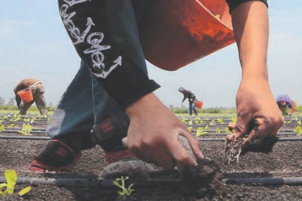 Agricultura. Foto: Obture Press