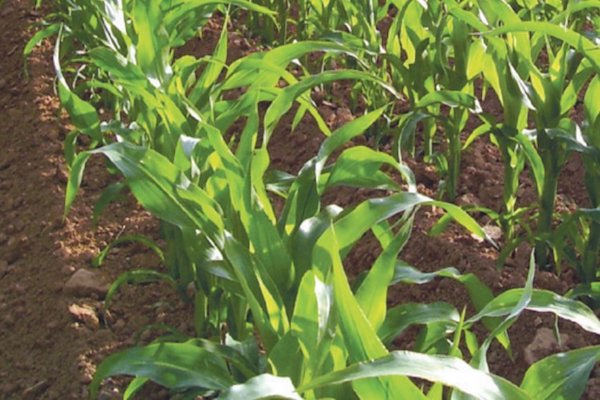 Cultivos. Foto: Especial