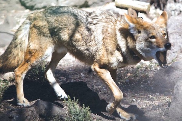 Animal. Foto: Obture Press