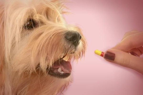 Mascota. Foto: Especial