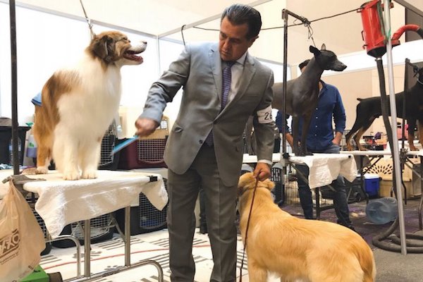 Caninos. Foto: Obture Press