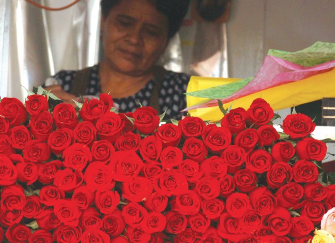 Flores. Foto: Obture Press