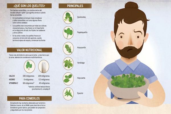 Quelites. Foto: Especial