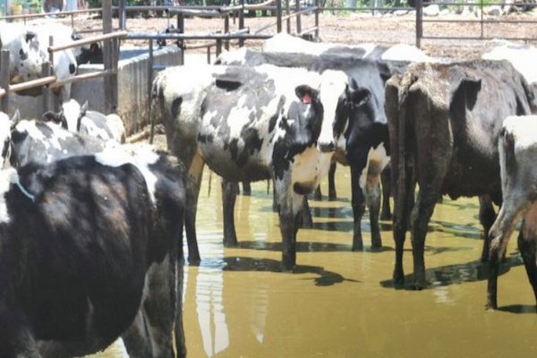 Animales. Foto: Especial