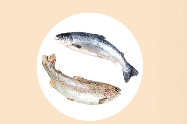 Truchas. Foto: Especial