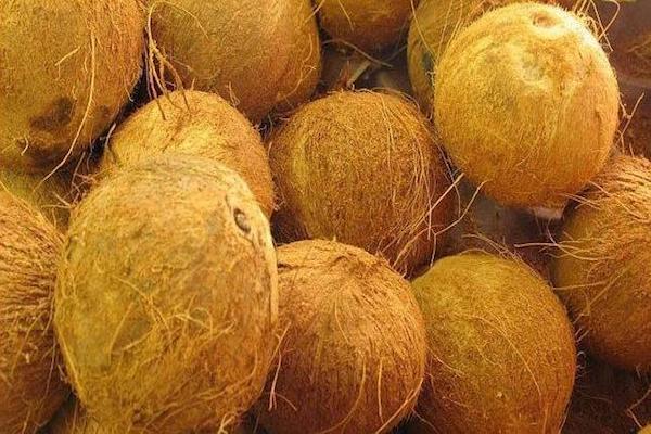 Cocos. Foto: Especial