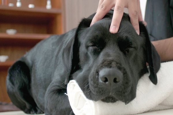 Perro. Foto: Cuartoscuro