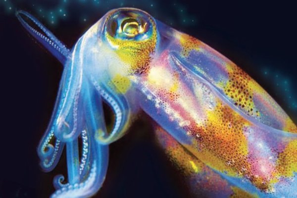 Bioluminiscencia. Foto: Especial