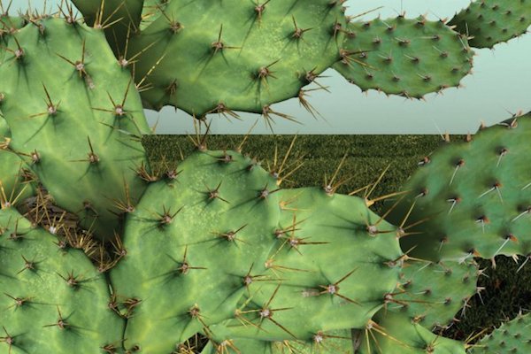 Alimento. Foto: Especial