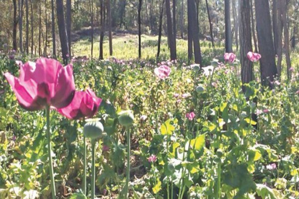 Amapola. Foto: Cuartoscuro