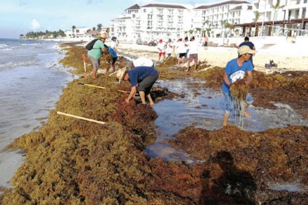 Sargazo. Foto: Notimex