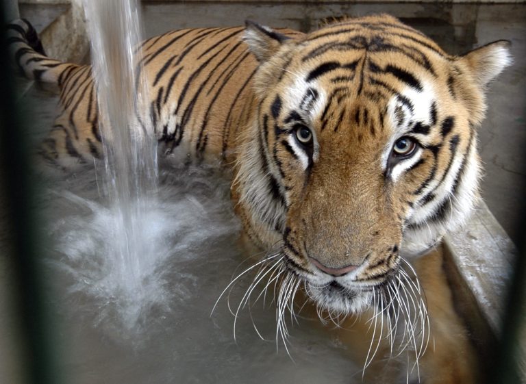 AP Photo,ARCHIVO - En esta imagen de archivo del 5 de mayo de 2009, un tigre se refresca en su recinto en el zoo de Ahmadabad, India. (AP Foto/Ajit Solanki, Archivo)