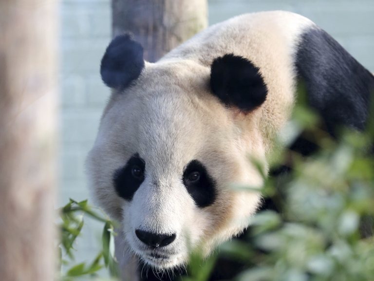 AP Photo,ARCHIVO - En esta fotografía del 16 de diciembre de 2013, se muestra al panda Yang Guang mientras explora su recinto en el Zoológico de Edimburgo, en Escocia. (AP Foto/Scott Heppell, Archivo)
