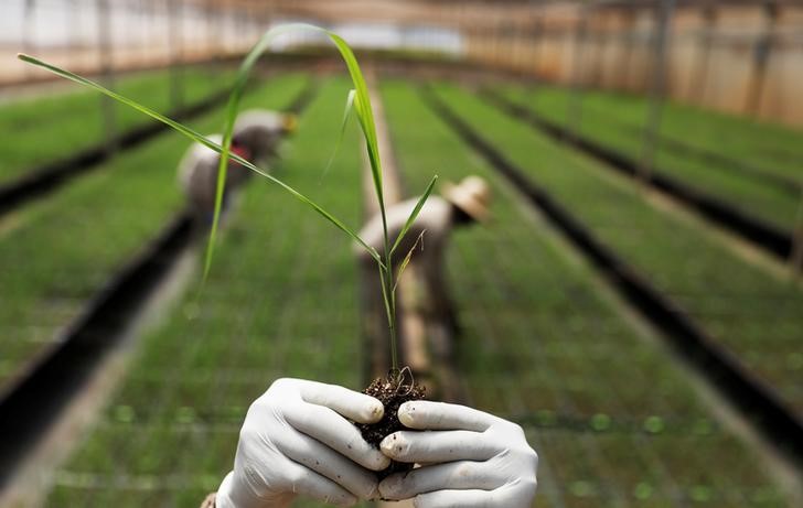 LYNXMPEG591YD.jpg,Imagen de archivo de un trabajador con una variedad de caña de azúcar transgénica en un centro tecnológico en Piracicaba, Brasil. 28 febrero 2018. REUTERS/Nacho Doce; Crédito: Nacho Doce, Reuters