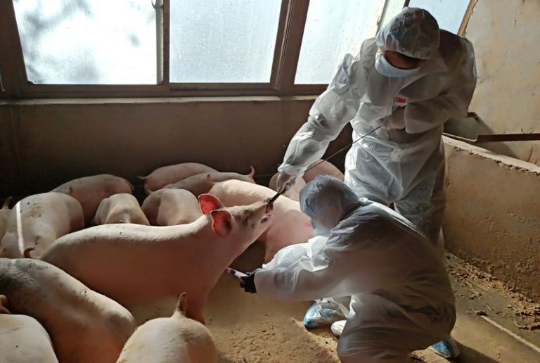 LYNXMPEG5T12Q.jpg,FOTO DE ARCHIVO: Trabajadores locales recogen una muestra de sangre de un cerdo una granja en Zhangye, provincia de Gansu, China, 28 de octubre de 2019. REUTERS/Stringer; Crédito: CHINA STRINGER NETWORK, Reuters