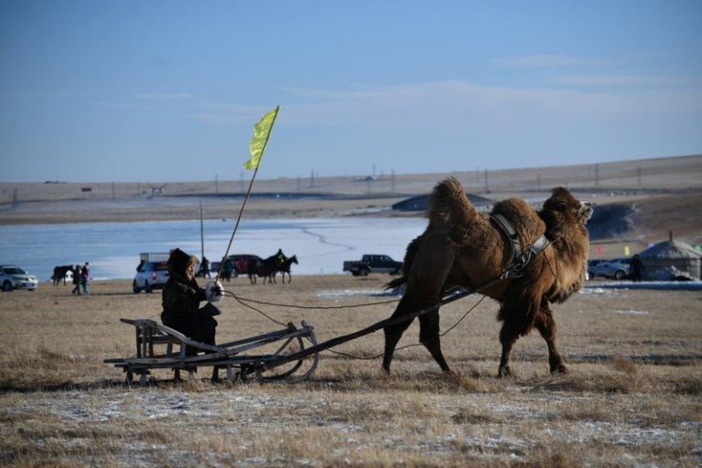 LYNXMPEG640NC.jpg,FOTO DE ARCHIVO. Un hombre monta un trineo tirado por un camello en medio de la feria de invierno en Naadam, en Mongolia Interior, China. FOTO DE ARCHIVO. REUTERS/Stringer . ATENCIÓN EDITORES: ESTA IMAGEN FUE PROVISTA POR UNA TERCERA PARTE.  ; Crédito: CHINA STRINGER NETWORK, Reuters