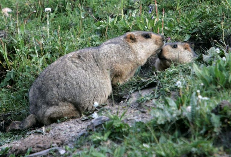 LYNXMPEG6519H.jpg,FOTO DE ARCHIVO: Dos marmotas se encuentran en la entrada de su guarida en Yushu, provincia de Qinghai, oeste de China, 28 julio 2007.
REUTERS/Jason Lee/FOTO DE ARCHIVO; Crédito: Jason Lee, Reuters