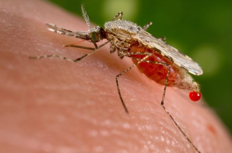 LYNXMPEG7Q1OG.jpg,Foto de archivo de un mosquito anopheles stephensi obteniendo comida de la sangre de un humano a través de su probóscide puntiaguda. 23 de noviembre de 2015.  REUTERS/Jim Gathany/CDC/Handout via Reuters.  ATENCIÓN EDITORES, ESTA IMAGEN FUE ENTREGADA POR UN TERCERO. ; Crédito: Handout ., Reuters